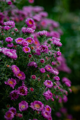 pink flowers background, pink flowers in the garden
