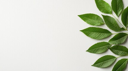 Fototapeta premium Green leaves arranged on white background, showcasing natural beauty and simplicity. leaves are vibrant and fresh, creating serene and peaceful atmosphere