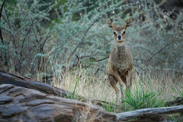 Female Klipspringer antelope (Oreotragus oreotragus) in rocky terrain. Wildlife in Namibia.