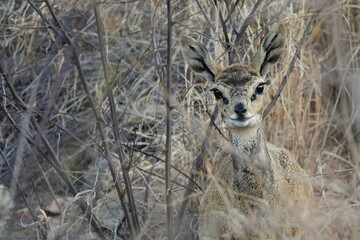 Female Klipspringer antelope (Oreotragus oreotragus). Animal camouflage, cryptic colouration. 