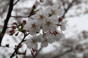 桜