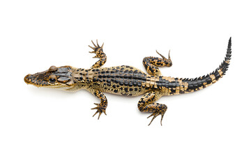 Naklejka premium Crocodile isolated on white background