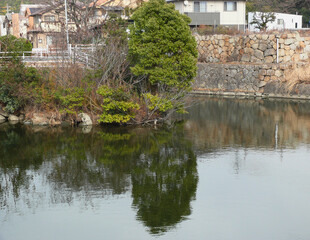 公園の池の中の島