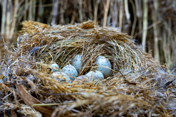 Bird nest with speckled eggs in natural environment during daytime