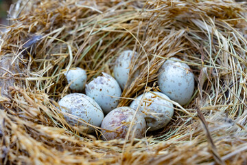 Nest containing several blue eggs surrounded by dry grass in nature