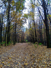 Autumn path through a tranquil forest with fallen leaves on the ground