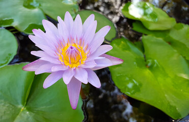 Lotus flower in pond
