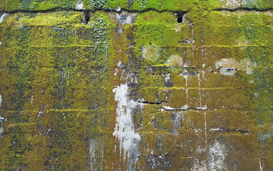 old dirty walls with moss