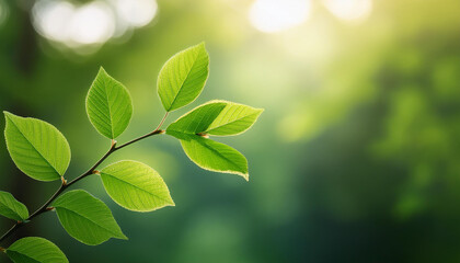 twig with lovely green leaves blurred nature heritage