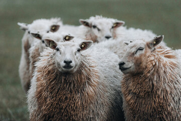 Sheep close up