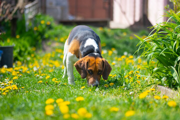 Cute tricolor beagle dog shiffing something in the grass with dandelions and looking on the photographer in spring. This photo can be used as a background.