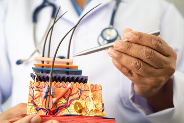 Asian dermatologist doctor holding skin structure model anatomy for treatment in hospital, hair...
