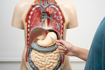 Student teenage learning anatomy biology with human body model in classroom at high school.