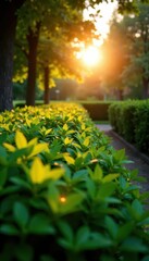 Fototapeta premium Dense foliage of green bushes in the garden at sunset, sunlight, trees, greenery