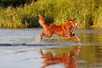 nova scotia duck tolling retriever