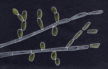 Hand-drawn illustration of Trichosporon fungi © Dr_Microbe