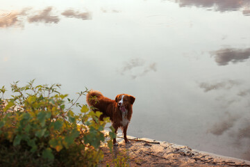 nova scotia duck tolling retriever