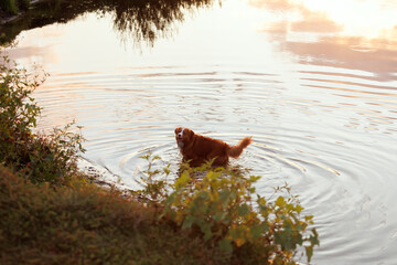 nova scotia duck tolling retriever