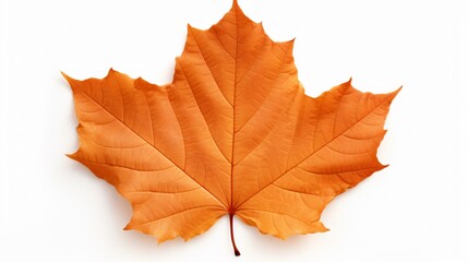 Autumn Leaf Isolated on White Background