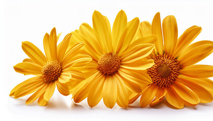 yellow daisy flower isolated on white history