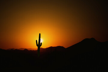 Lone Saguaro Cactus with Red Sky at Sunrise in Phoenix Arizona