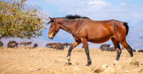 Obraz premium A herd of horses graze in the meadow in summer, eat grass, walk and frolic. Pregnant horses and foals, livestock breeding concept.