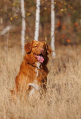 nova scotia duck tolling retriever
