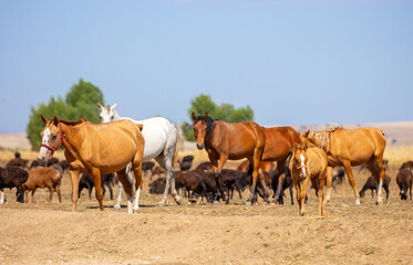 Obraz premium A herd of horses graze in the meadow in summer, eat grass, walk and frolic. Pregnant horses and foals, livestock breeding concept.