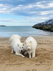 dogs in the beach
