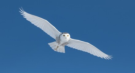 Snowy Owl in Flight
