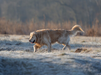 Golden Retriever Dog Frolics In Frosty Forest