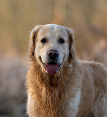 Golden Retriever Dog Portrait Stands Out On A Blurred Background