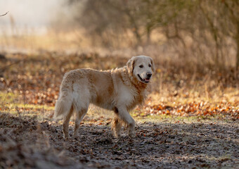 Golden Retriever Dog In Forest During Autumn Is A Sight To Behold