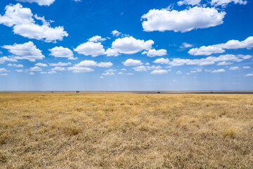 Obraz premium view of the Serengeti National Park