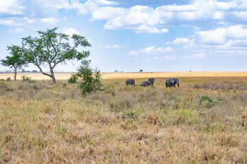 view of the Serengeti National Park