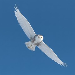 Snowy Owl in Flight
