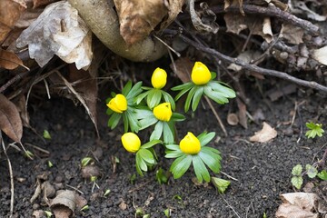 beautiful flowering winter aconite flowers in a forest