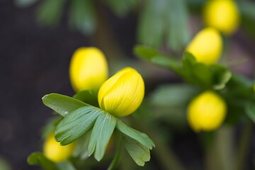beautiful flowering winter aconite flowers in a forest