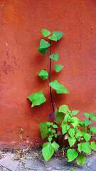 Fresh green trees on a reddish-brown wall