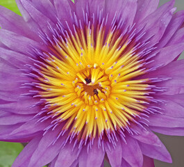 Lotus flower in pond