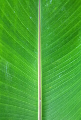 close up leaf texture