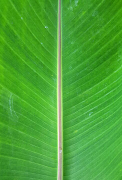 close up leaf texture