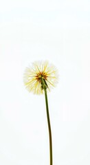 Delicate Dandelion Seed Head on White Background