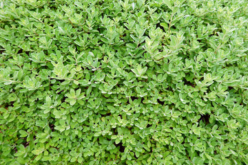 fresh green leaf background