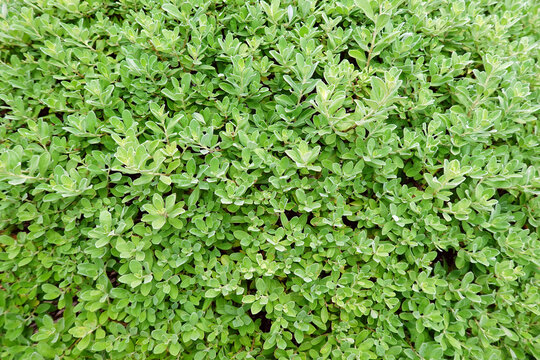 fresh green leaf background