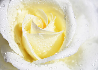 White rose