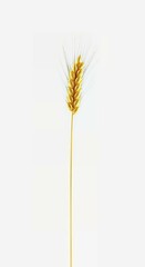 Golden Wheat Grain Isolated on White Background