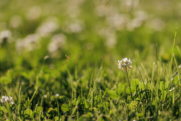 Blooming white clover flowers on the lawn in the garden. Blooming ecology nature landscape. White clover flowers among the grass. Landscape design concept. Saving wildlife concept.