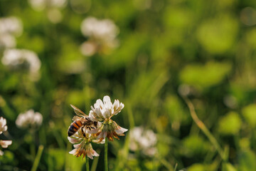 Honey bee collecting nectar on clover blossom. Pollination. Environmental concept, saving the bees concept