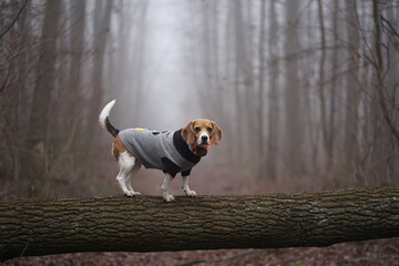 Beagle dog wearing sweater standing on the tree branch, blurred fog on the background 